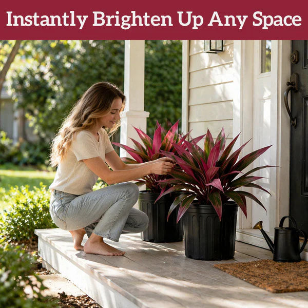 Verdara™ – Vibrant Faux Cordyline Plant Set